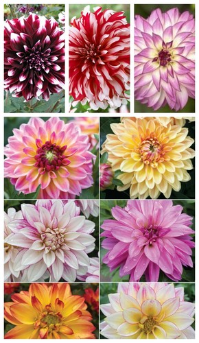 Dahlia seeds bicoloured - seeds, .. bicoloured