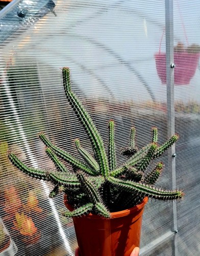 Euphorbia baioensis stem - baioensis,