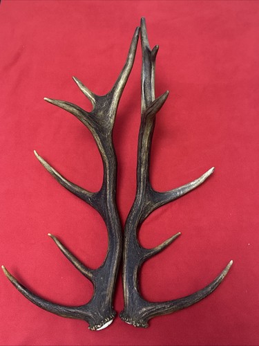 Pair red deer - of,