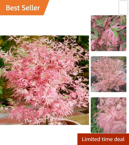 Acer palmatum taylor japanese - acer,