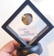 Fossil Brachiopod Shell In