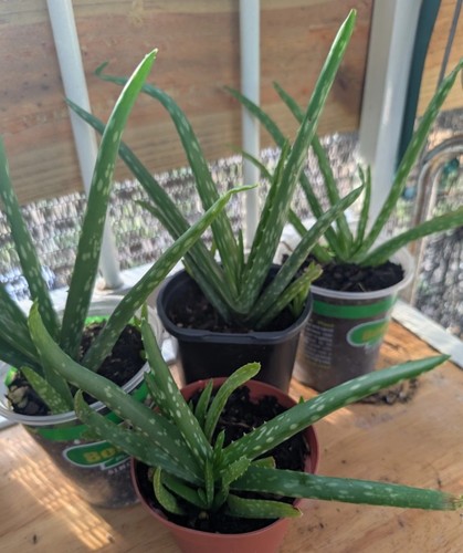 Live aloe vera plants - plants,