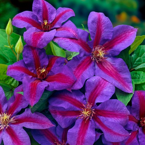 Clematis mrs thompson - clematis,