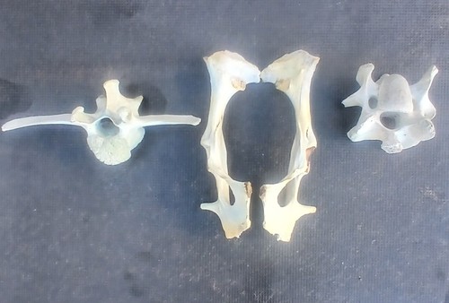 Selection animal bones - selection, art