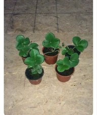 Royal sovereign plants - royal,
