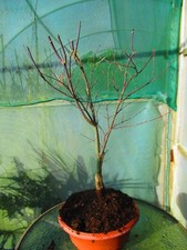 26inch inc. pot OUTDOOR Bonsai