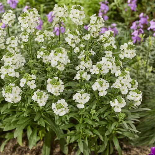 Erysimum leya white - erysimum, white’