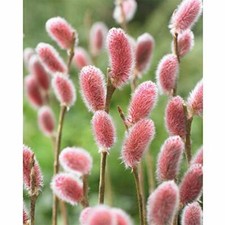 Suttons Hardy Deciduous Salix