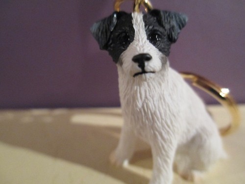 Jack russell black - jack,