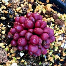 10x Conophytum Brunneum