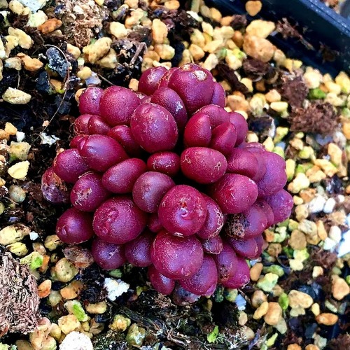 10x conophytum brunneum - conophytum,