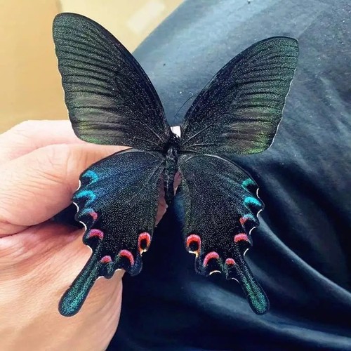 Real butterfly specimen - real,