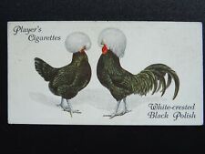 No.37 WHITE CRESTED BLACK POLISH Poultry by John Player & Sons 1931 CHICKEN FOWL