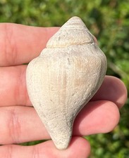 England Fossil Gastropod