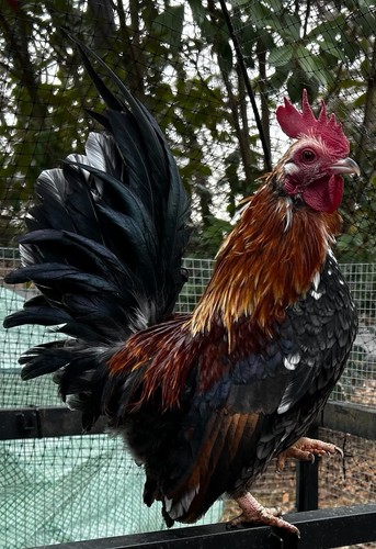 Serama hatching eggs - hatching, -12–
