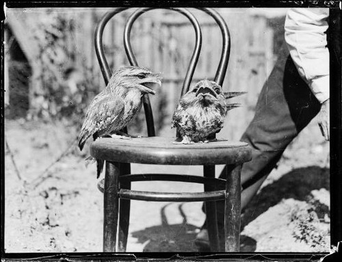 Two small tawny frogmouth