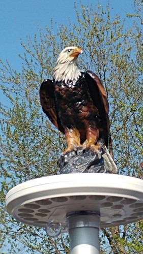Flagpole eagle display - eagle,
