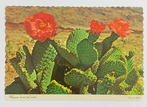 Magenta beaver tail cactus - tail,