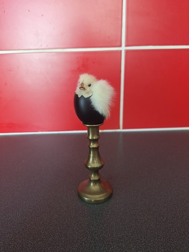 Taxidermy chick egg - taxidermy,
