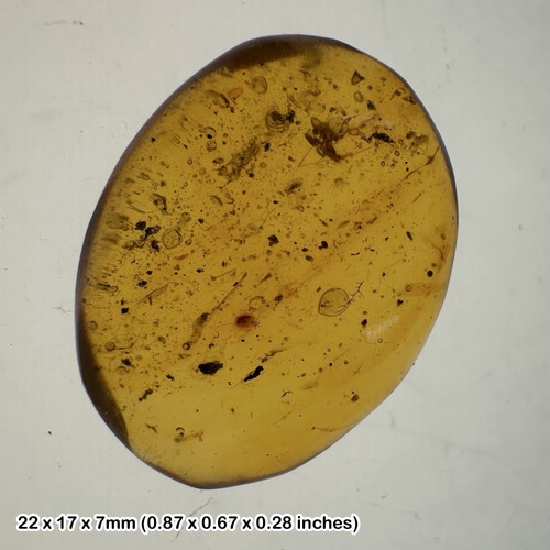 Million year old - million-year-old, burmese
