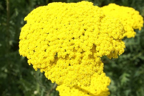 Achillea parker variety - parker's,