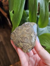 Fossil coral natural - fossil,