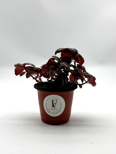 Pilea moon valley friendship - valley,