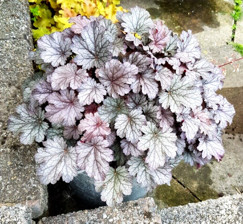 Heuchera - scroll, )
