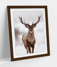 RED STAG IN SNOW WILDLIFE
