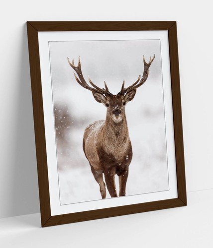 Red stag snow wildlife - stag,