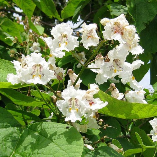 Northern catalpa tree - 5,