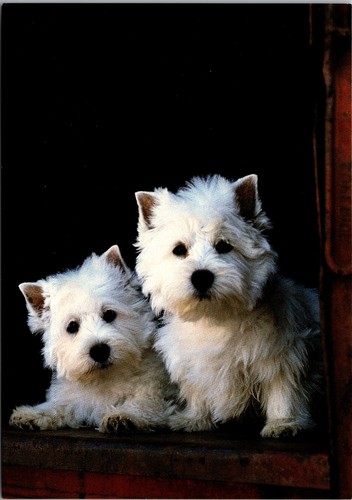Two west highland white - west,