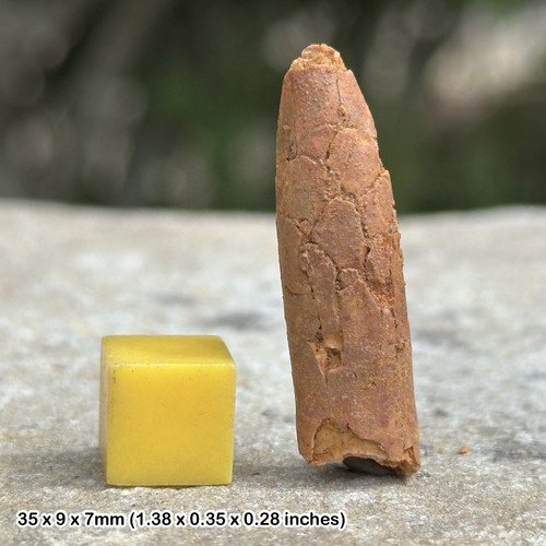Rebbachisaurus dinosaur tooth - rebbachisaurus,