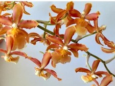 Rare Orchid Plant Oncidium