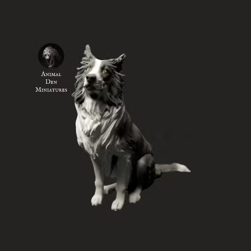 Border collie dog sits - border,