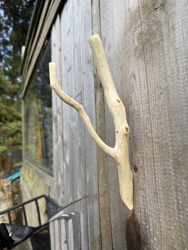 Natural birch tree crooked - natural,