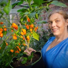 Lemon Habanero Chilli Plug