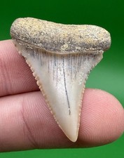 1.5” Large GREAT WHITE Shark