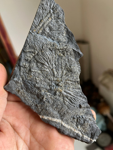 Natural triassic period - natural,
