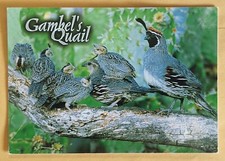 Postcard TX: Mammals, Gambel's Quail 