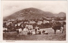 PENMAENMAWR - WITH COWS - REAL