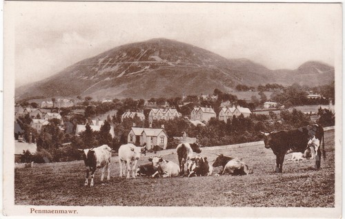 Penmaenmawr with cows real - penmaenmawr,