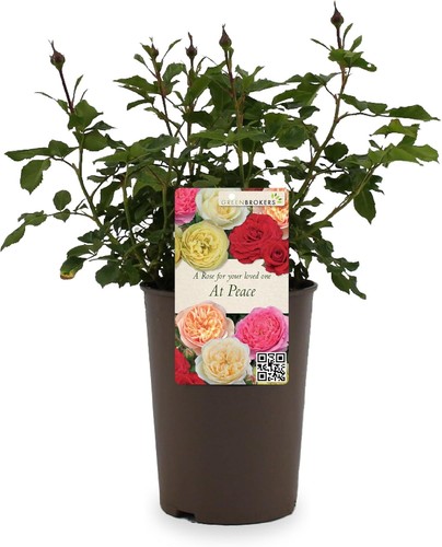 Red gift rose loved - red,
