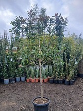 Photinia red robin - red, tree