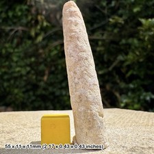 British Chalk Belemnite – Gonioteuthis granulata – Santonian, Cretaceous –