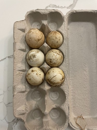White pekin duck hatching - duck,