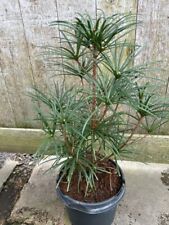 Sciadopitys verticillata | Japanese Umbrella Pine | Unique Conifer Tree 3L