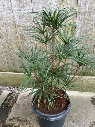 Sciadopitys verticillata - , |