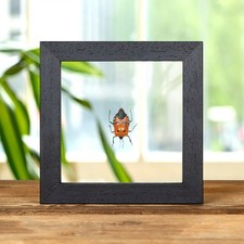 Taxidermy Man-faced Stink Bug