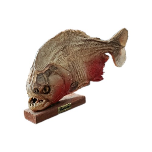 Vintage taxerdermed piranha - taxerdermed,